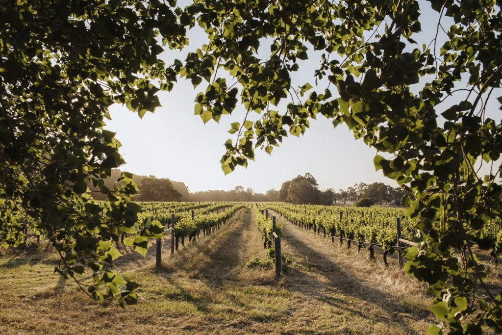 vineyard