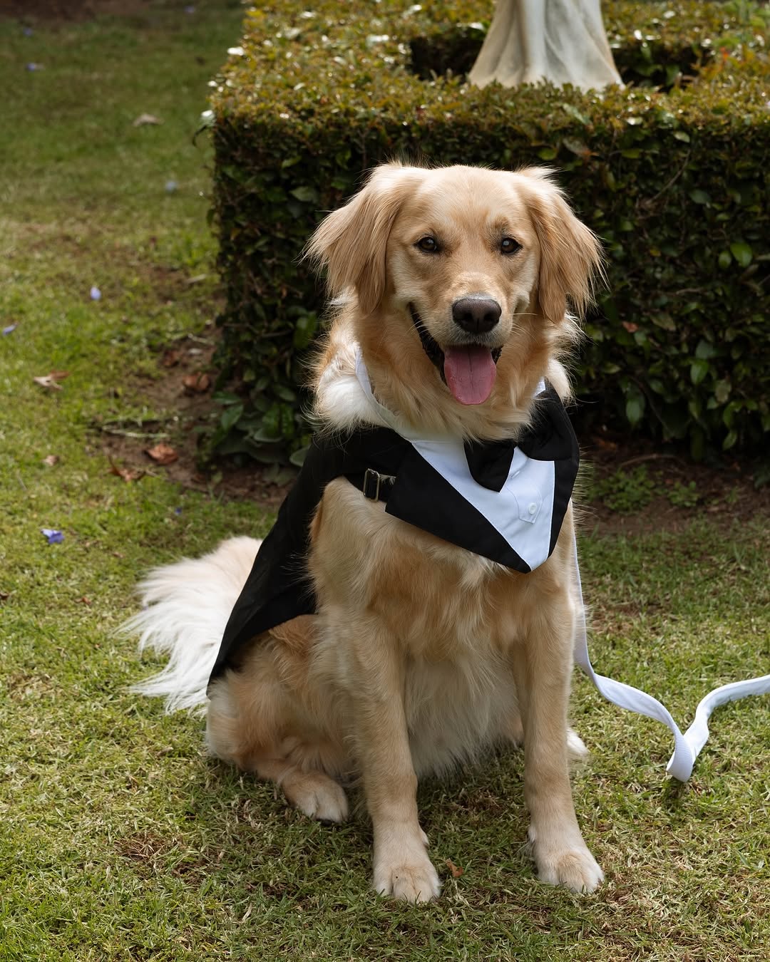 Rivendell Winery Dog Friendly Wedding Venue Rivendell Winery Dog Friendly Wedding Venue