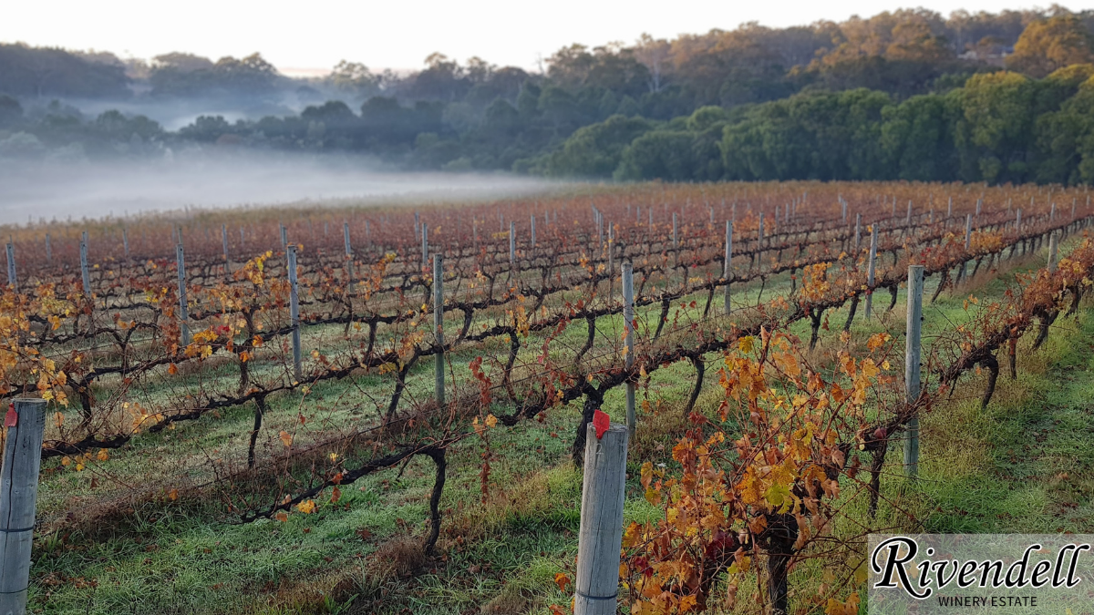 Rivendell Winery Cabernet Block